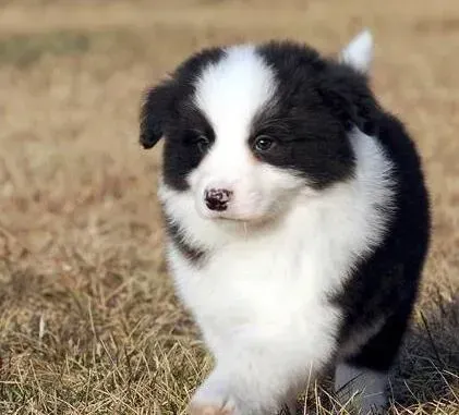 边境牧羊犬|边境牧羊犬很瘦，怎样饲养才能长胖点