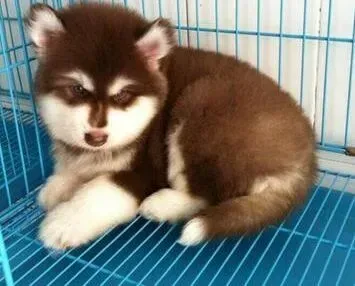 阿拉斯加犬|我家阿拉斯加犬消化系统不好该怎么调理