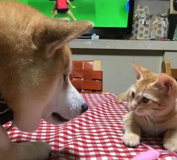 主人带回流浪小猫 让失去猫咪好友的柴柴很开心 | 狗