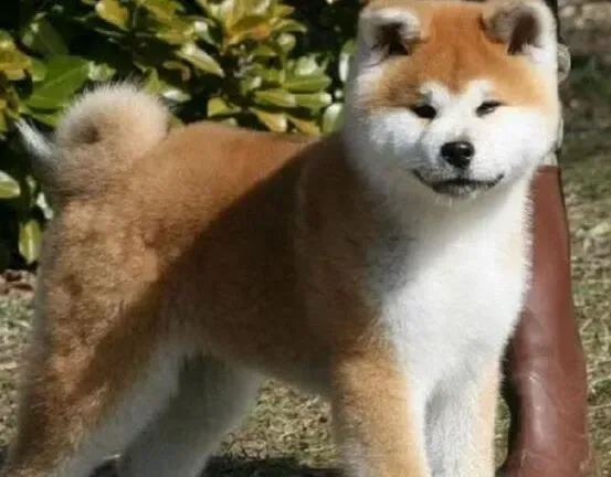 秋田犬|五个月的秋田犬一天要吃几顿 吃多少呢