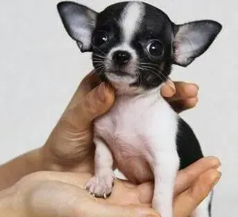 吉娃娃|吉娃娃患上犬瘟了，咳嗽有眼屎如何是好