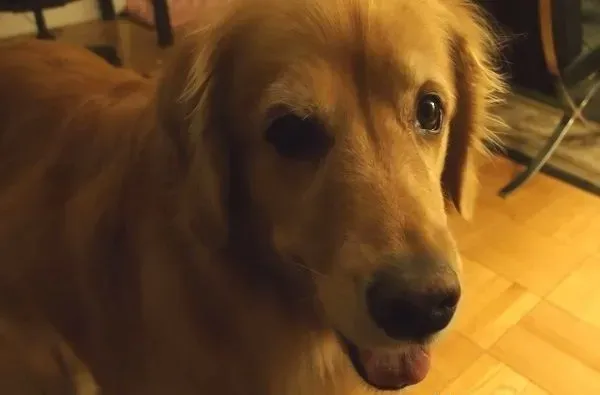 超现实黄金猎犬 主人回家热情迎接后要拿礼物 | 狗