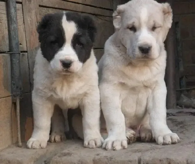 中亚牧羊犬|中亚牧羊犬不小心把果核吃了，卡住了没事吧