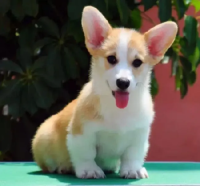 柯基犬|柯基犬随行与过来的训练的注意要点