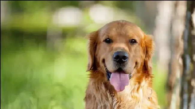 金毛寻回犬的介绍 金毛犬形态特征及性格特点 | 金毛寻回犬