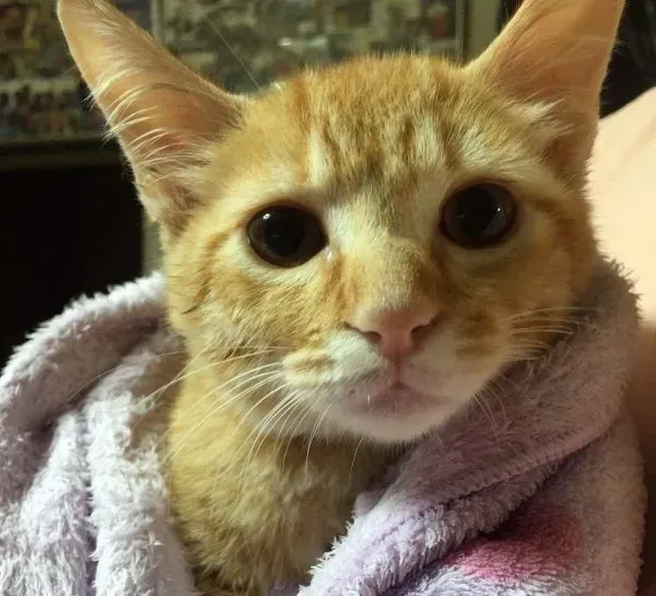 主人带回流浪小猫 让失去猫咪好友的柴柴很开心 | 狗
