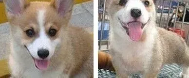 柯基犬|怎样为柯基犬储存开封后的狗粮