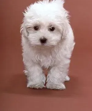 比熊犬|比熊犬是怎样做到和主人心有灵犀的