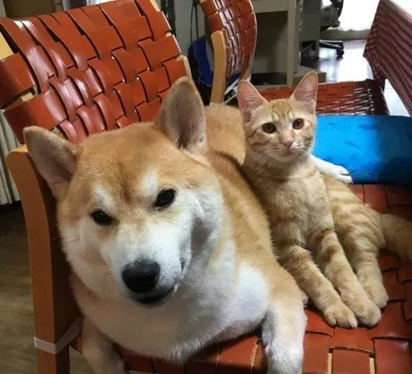 主人带回流浪小猫 让失去猫咪好友的柴柴很开心 | 狗