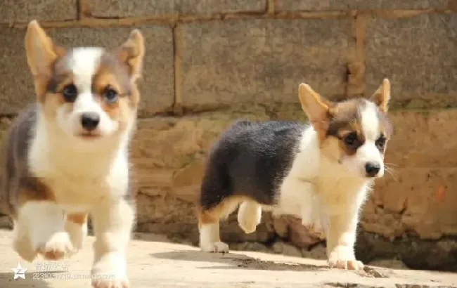 柯基犬|刚买回来的柯基犬不怎么吃饭没事吧