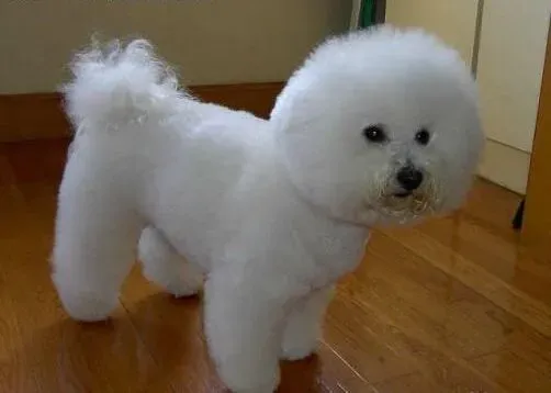 比熊犬|怎样缓解比熊犬耳道内散发出的气味