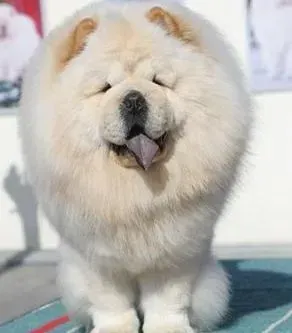 松狮犬|珍爱生命 让松狮犬远离抑郁症