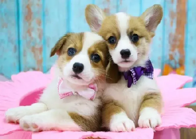 柯基犬|柯基犬患上细小口吐透明的液体应如何医治
