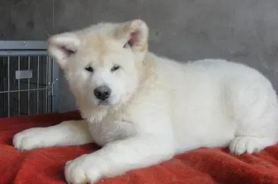 秋田犬|对秋田犬进行衔取训练的方法有哪些