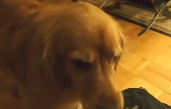 超现实黄金猎犬 主人回家热情迎接后要拿礼物 | 狗