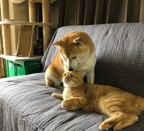 主人带回流浪小猫 让失去猫咪好友的柴柴很开心 | 狗