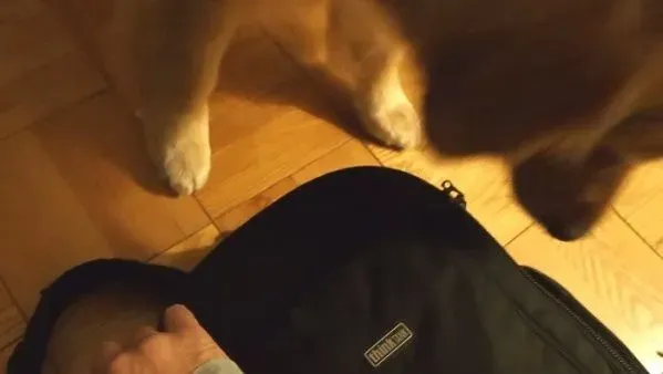 超现实黄金猎犬 主人回家热情迎接后要拿礼物 | 狗