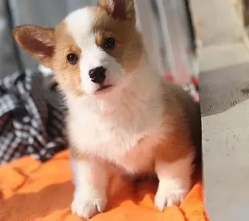 柯基犬|怎样把柯基犬的口臭扼杀在摇篮里