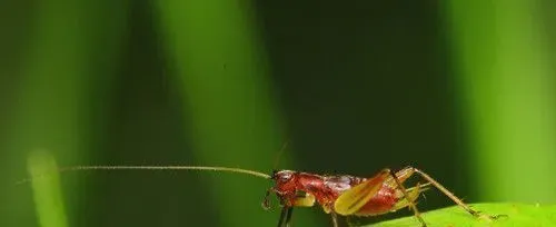 蟋蟀最爱吃什么 最好喂高蛋白的东西 | 蟋蟀