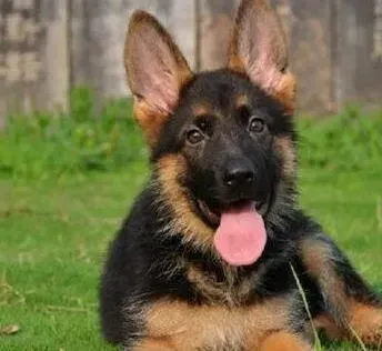 德国牧羊犬|德国牧羊犬上吐下泻不是细小不是狗瘟是怎么了