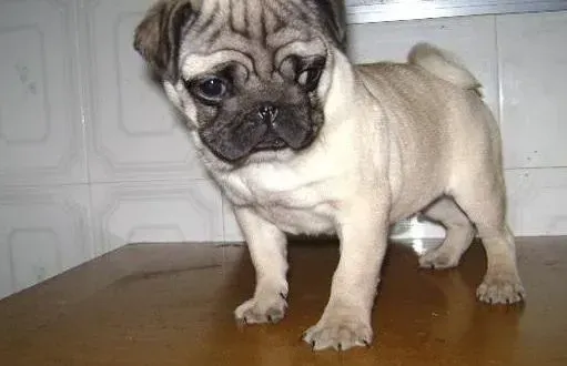 巴哥犬|我家巴哥犬有眼屎应如何清理掉