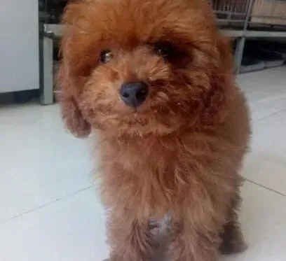 贵宾犬|教贵宾犬养成良好吃食习惯要遵守的三个原则