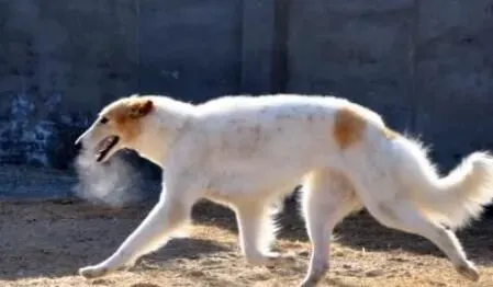 苏俄猎狼哪个好 苏俄猎狼犬的外型特征挑选 | 苏俄猎狼