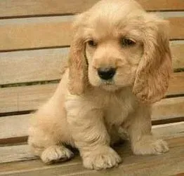可卡犬|可卡犬不吃东西不便便还呕吐怎么回事