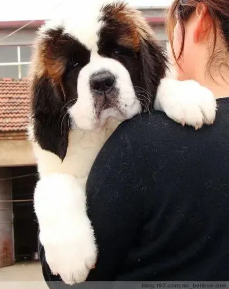 圣伯纳犬|怀孕10多天的圣伯纳犬拉稀能吃药吗