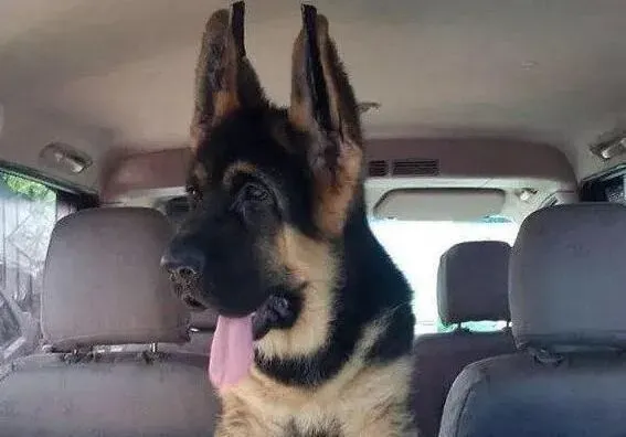 德国牧羊犬|怎样才能养好德国牧羊犬