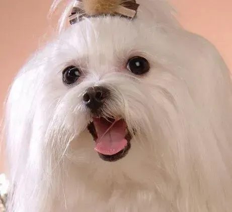 马尔济斯|生命在于运动 马尔济斯犬外出散步要准备哪些物品