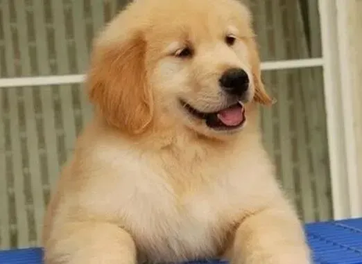 金毛|怎样让年幼的金毛犬顺利的坐车