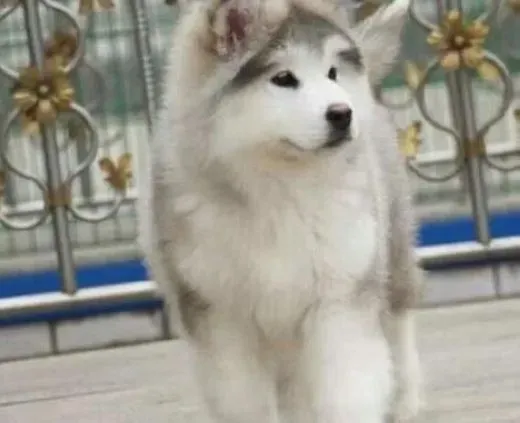 阿拉斯加犬|看似懂事的阿拉斯加犬有哪些不为人知的缺点