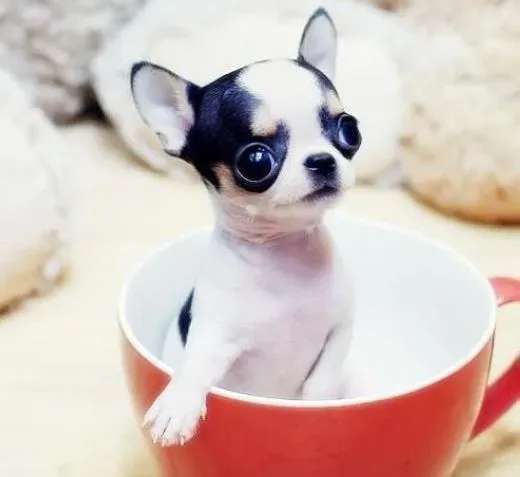 吉娃娃|犬舍饲养吉娃娃应该做的七项消毒工作