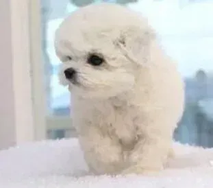 比熊犬|如何利用好比熊犬的看家本领