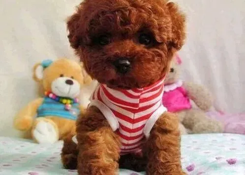 泰迪犬|训练泰迪犬室外排便的简单方法