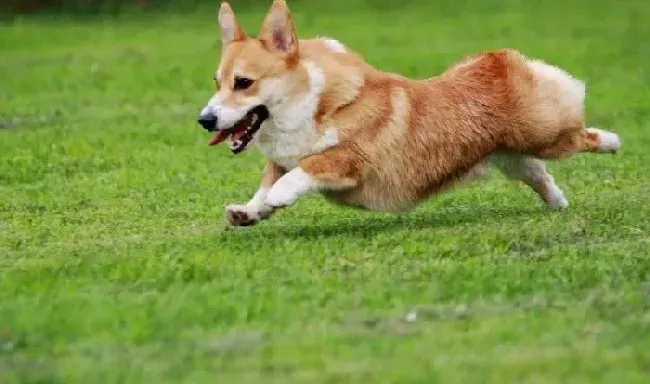 柯基犬|怎样科学的挽救大出血的柯基犬