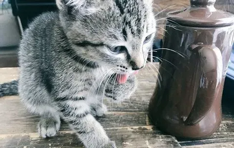 外面大台风家里小台风 猫咪小台风萌力十级