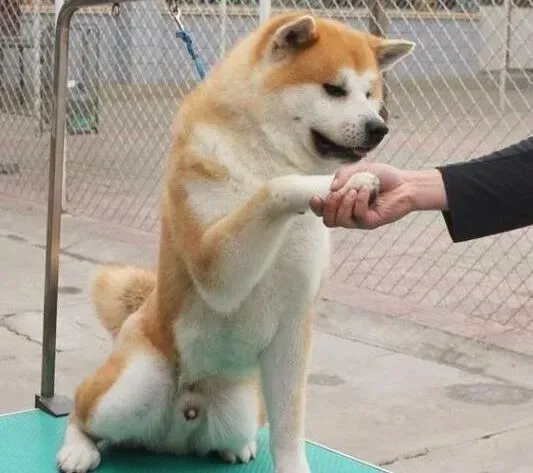 秋田犬|秋田犬不吃东西拉黄色粘液如何是好