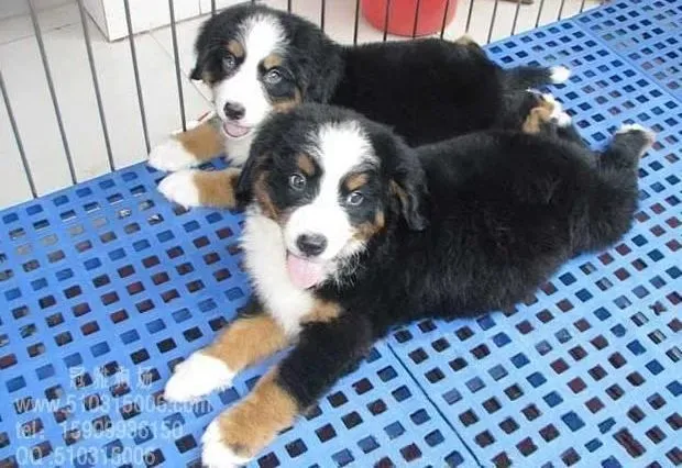 伯恩山犬|怎样才能更好的吸引伯恩山犬的注意力