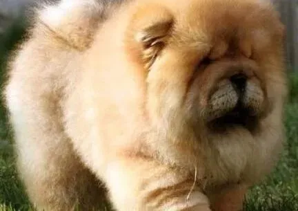 松狮犬|新手饲养松狮犬必备用品大攻略
