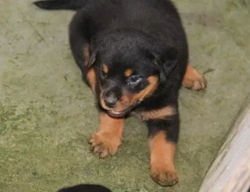 罗威纳犬|让罗威纳犬结交朋友的方法