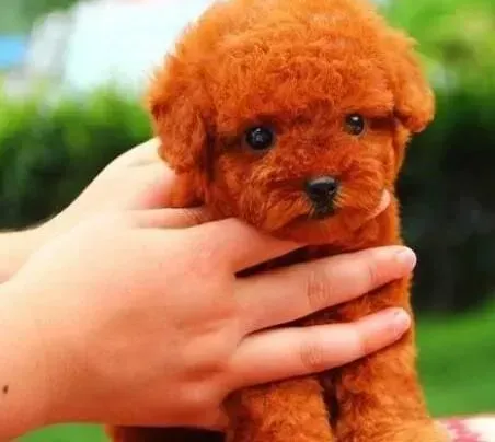 泰迪犬|我家泰迪犬毛色不好很干枯应该怎么办