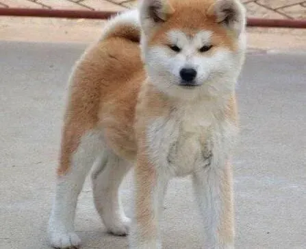 秋田犬|怎样帮助秋田犬定期健康的梳理毛发和护理