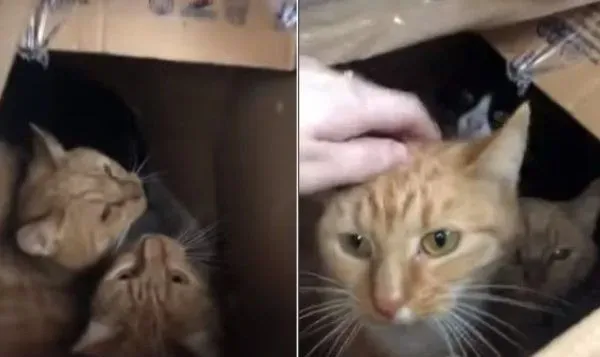 11只猫咪被困纸箱 胶带密封蓄意要活活闷死 | 猫