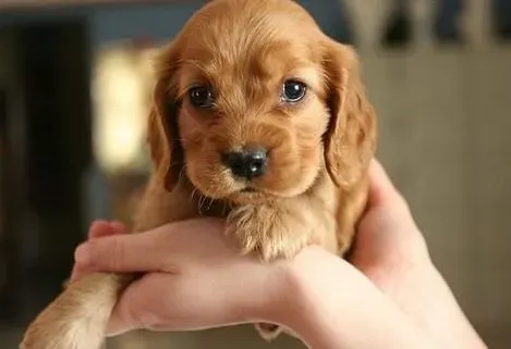 可卡犬|礼貌小天使 可卡犬如何快速学会文明如厕的好习惯