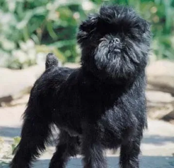 布鲁塞尔格里芬犬怎么训练 简单训练技巧 | 布鲁塞尔格里芬犬