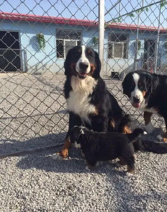 伯恩山犬|怎样给伯恩山犬亲手做顿饭