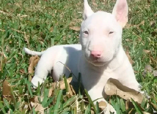 牛头梗|蝴蝶犬塑胶玩具选购时的四个要点