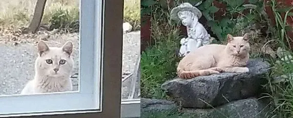 放饭官和不愿进屋的猫咪来日方长 | 猫